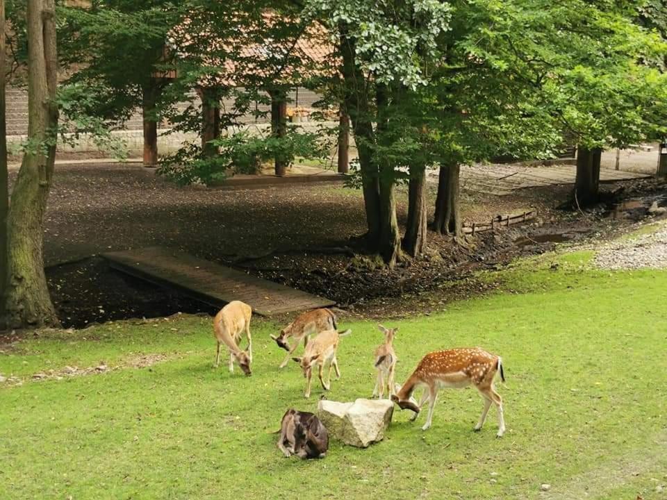Ferienwohnung Reese- Horstmann Mit Hallenbad Und Sauna, Wlan "Harz Zu Jeder Jahreszeit" 바트하르추부르크 외부 사진