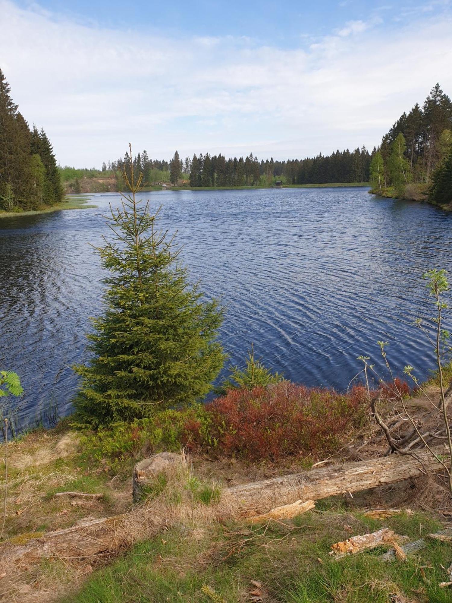 Ferienwohnung Reese- Horstmann Mit Hallenbad Und Sauna, Wlan "Harz Zu Jeder Jahreszeit" 바트하르추부르크 객실 사진